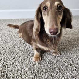 Riley - Dachshund