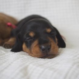 Wednesday - Black and tan female Dachshund puppy in Tucson, Arizona from Lengthydog.co