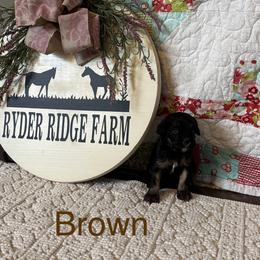 Brown - Black and tan male Cavapoo puppy in White Sulphur Springs, West Virginia from Ryder Ridge Farm
