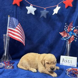 Golden Retriever Puppies from R & K Golden Acres LLC