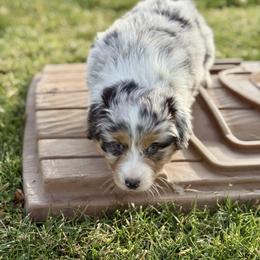 Converse - Blue merle female Australian Shepherd puppy in Ashland, Ohio from SS Australian Shepherds