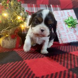 AKC- Tri Colored Girl 3 - Tri-color female Cavalier King Charles Spaniel puppy in Raymondville, Missouri from Puppy PlayPen