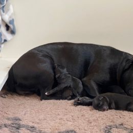 Staffordshire Bull Terrier Puppies from Nocturne Staffords