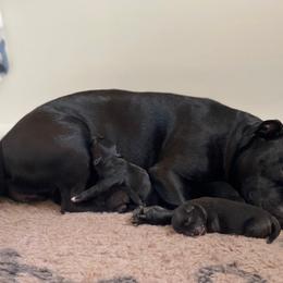 Staffordshire Bull Terrier Puppies from Nocturne Staffords