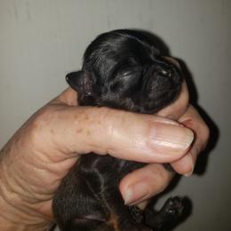 Tuck - Black male Brussels Griffon puppy in Nc, Florida from Brusseluv2
