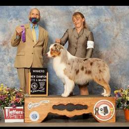 Wynn - Australian Shepherd