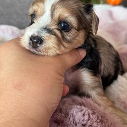 Orion - Parti female Yorkshire Terrier puppy in Denair, California from YorkieVillaPaws