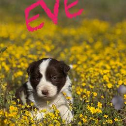 Eve - Red female Border Collie puppy in Sanger, California from Flying M Cactus Ranch Buddies