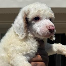 Pearl - White female Poodle puppy in Corona, California from Garden Of Poodles