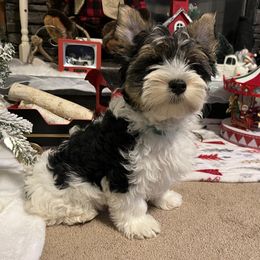 Biewer Terrier Puppies from Southern Star Biewers