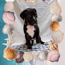 Pearl - Black and white female Great Dane puppy in Gonzales, Louisiana from Anstatt House Of Danes