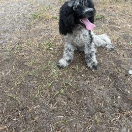 AKC Mobie - Parti male Poodle puppy in Holiday, Florida from In the Name of Fluff