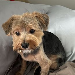 Finn - Yorkshire Terrier