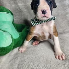 Black - Fawn male Boxer puppy in Aurora, Missouri from Pick A Pup
