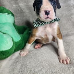 Black - Fawn male Boxer puppy in Aurora, Missouri from Pick A Pup