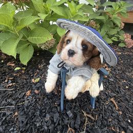 Cavalier King Charles Spaniel Puppies from Reynolds Farms Cavaliers