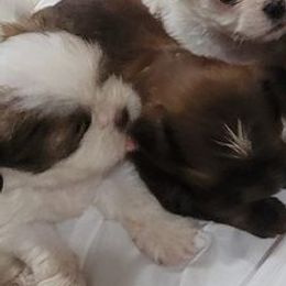 French Bulldogs and Shih Tzus from 901 Fur Babiez