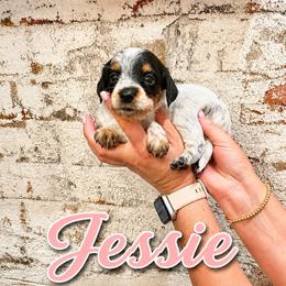 Jessie - Piebald female Dachshund puppy in Waco, Georgia from Huff Family Doxies & Doodles