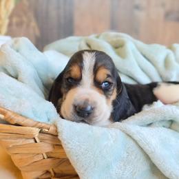 Randy - Black brown and white male Basset Hound puppy in Valley, Washington from Peaceful Valley Paws