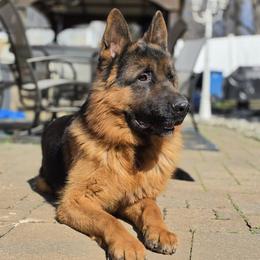 Oden Von Haus Rising - Black and red male German Shepherd puppy in Bridgewater, New Jersey from Hamza's German Shepherds