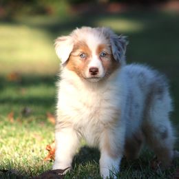 Girl 1 - Red merle female Australian Shepherd puppy in Northport, Alabama from Sipsey River Australian Shepherds