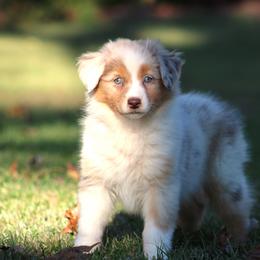 Girl 1 - Red merle female Australian Shepherd puppy in Northport, Alabama from Sipsey River Australian Shepherds