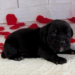 Tobin - Black male Cane Corso puppy in Loogootee, Indiana from Walnut Creek Cane Corso