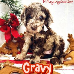 Gravy - Merle Goldendoodle puppy in Lititz, Pennsylvania from Heyday Doodles