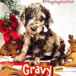 Gravy - Merle Goldendoodle puppy in Lititz, Pennsylvania from Heyday Doodles