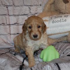 Green "Carmella" - Caramel ice Labradoodle puppy in Las Vegas, Nevada from Patriot Labradoodles