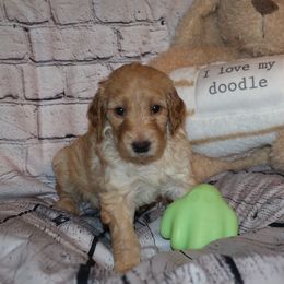 Green "Carmella" - Caramel ice Labradoodle puppy in Las Vegas, Nevada from Patriot Labradoodles