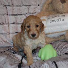Green "Carmella" - Caramel ice Labradoodle puppy in Las Vegas, Nevada from Patriot Labradoodles