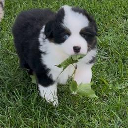 Boy 1 Cannon - Black tri male Miniature Australian Shepherd puppy in Bristow, Iowa from Pine Ridge Toy and Mini Aussies