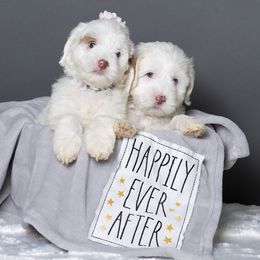 Australian Labradoodle Puppies from Napa Valley Australian Labradoodles