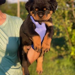 Girl 2 - Rottweiler puppy in Batesburg, South Carolina from Vom Haus Bulnes