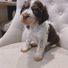 English Springer Spaniel Puppies from Goldridge Springers