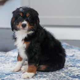 Shetland - Tri-color female Bernedoodle puppy in Dundee, Ohio from Down Home Doodle