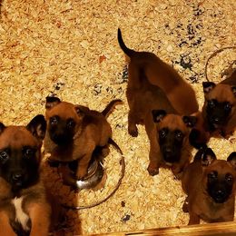 Belgian Malinois Puppies from Exogenic Arma Contra Malum K-9