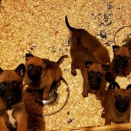 Belgian Malinois Puppies from Exogenic Arma Contra Malum K-9