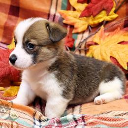 Otter Tail - Red female Pembroke Welsh Corgi puppy in Akeley, Minnesota from Northwynd Corgis
