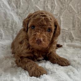Wooton - Red  male Goldendoodle puppy in Somerset, Ohio from Odyssey Pups