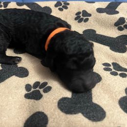 Orange Boy - Silver male Poodle puppy in East Wenatchee, Washington from Stylish Standards