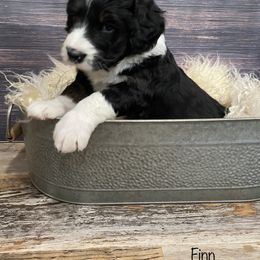 Bernedoodle Puppies from Oodles of Doodles