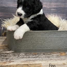 Bernedoodle Puppies from Oodles of Doodles
