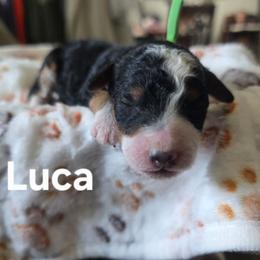 Lucas - Tri-color male Bernedoodle puppy in Blackfoot, Idaho from Draper Mountain Doodles