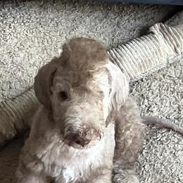 Puppy-until his new owner names him - Liver male Bedlington Terrier puppy in Honey Brook, Pennsylvania from Ashcroft Bedlington Terriers