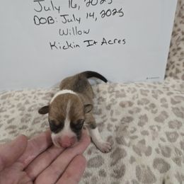 Willow - Red female Pembroke Welsh Corgi puppy in Chariton, Iowa from Kickin It Acres BCs