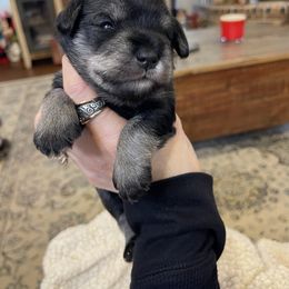 Miniature Schnauzer Puppies from Black Gold Miniature Schnauzers