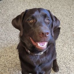 Sully - Labrador Retriever