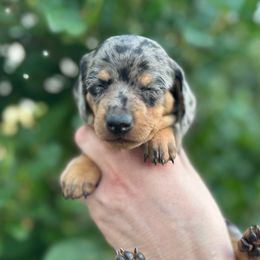 Freckles, (aka Dora) - Dapple female Dachshund puppy in Thornton, Colorado from Donna’s Dachshunds